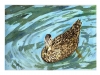 2011-05pato(Medium)