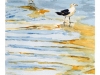 2013-02Gaviotas(Medium)
