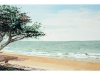 2013-02Paradiasiaca(Medium)