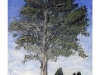 2005-08solitario(Medium)